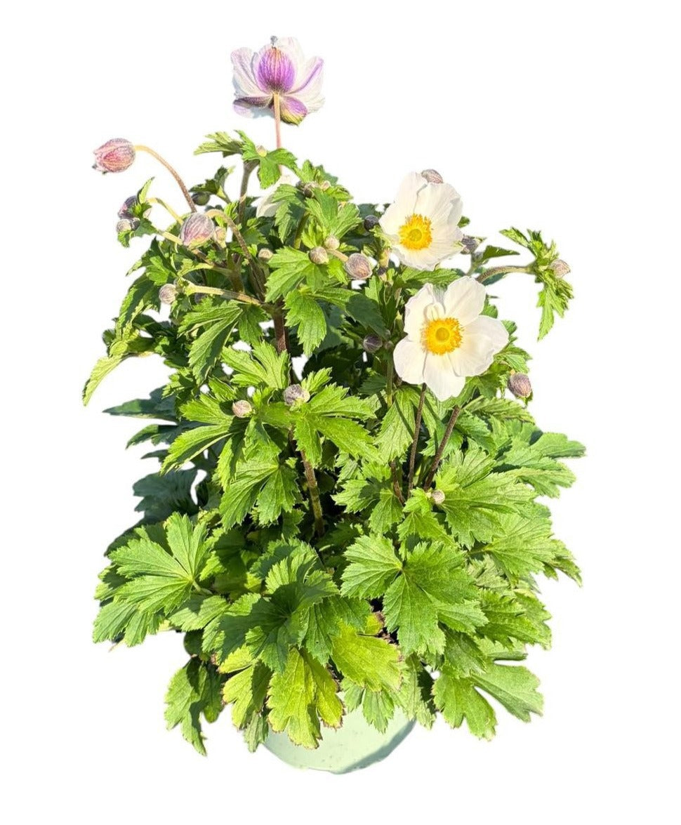 Anemone Wild Swan 45cm 17cm Pot