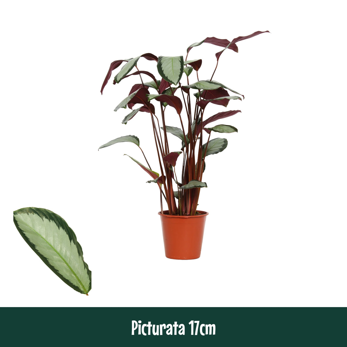 Calathea Argentea 65cm 17cm Pot