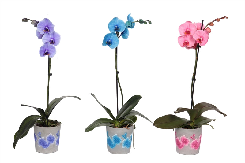 Phalaenopsis Hybrid 55cm 12cm Pot