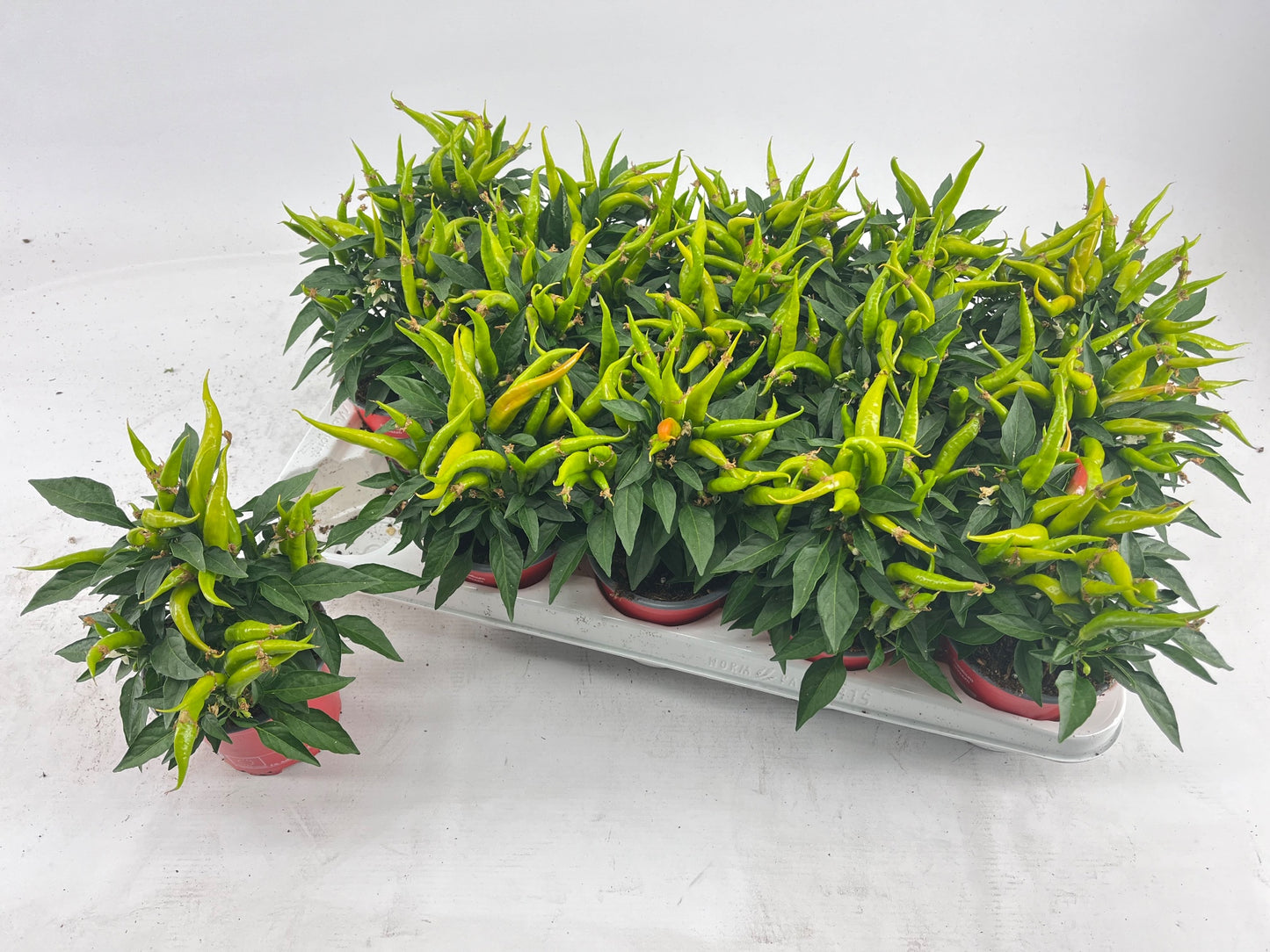 Capsicum ann. Joker 20cm 510cm Pot