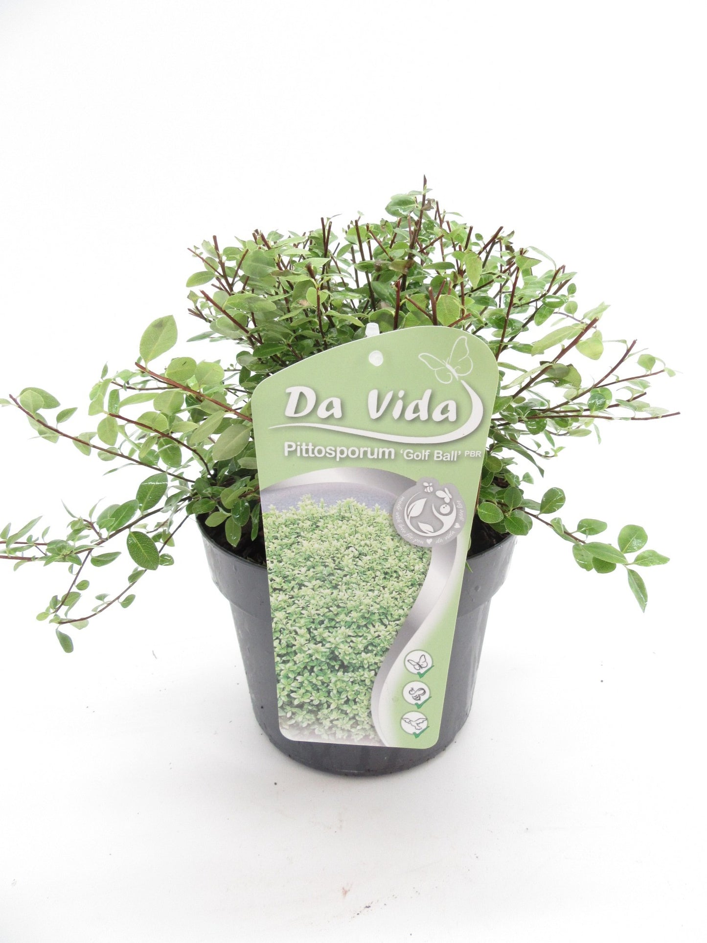 Pittosporum Golf Ball 30cm 19cm Pot