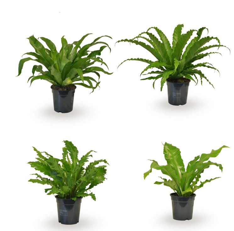 Asplenium mix 45cm 17cm Pot