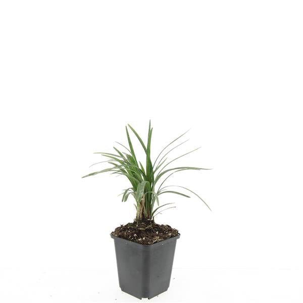 Liriope mus. Moneymaker 5cm 9cm Pot