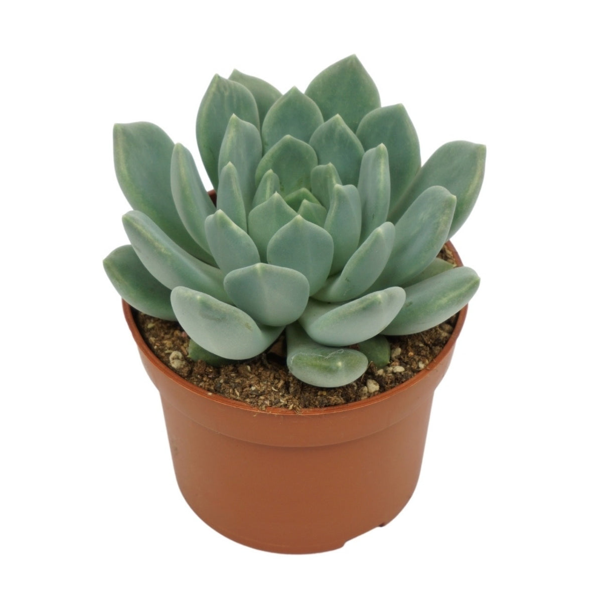 Pachyphytum Corvus 14cm 10.5cm Pot