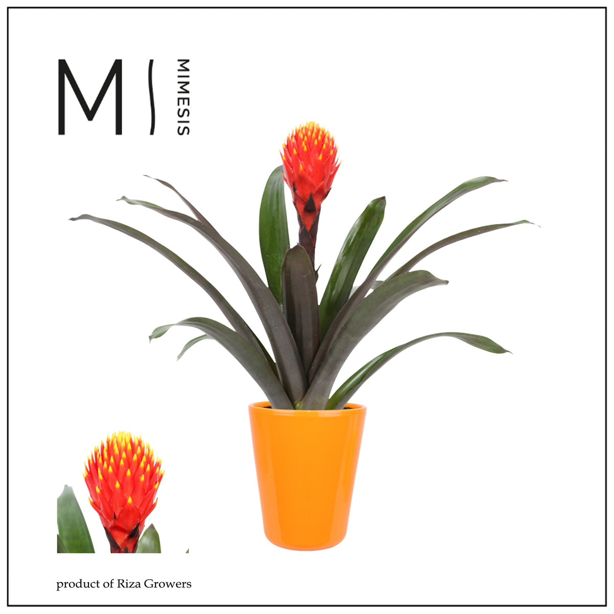 Guzmania Tala 43cm 12cm Pot