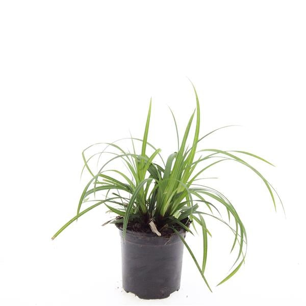 Boer, W.T.M. de Carex morrowii Pack of 8