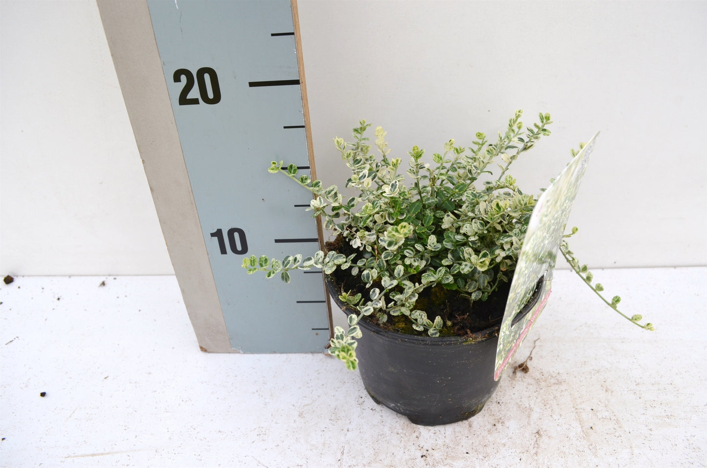 Euonymus Silvercarpet 20cm 13cm Pot