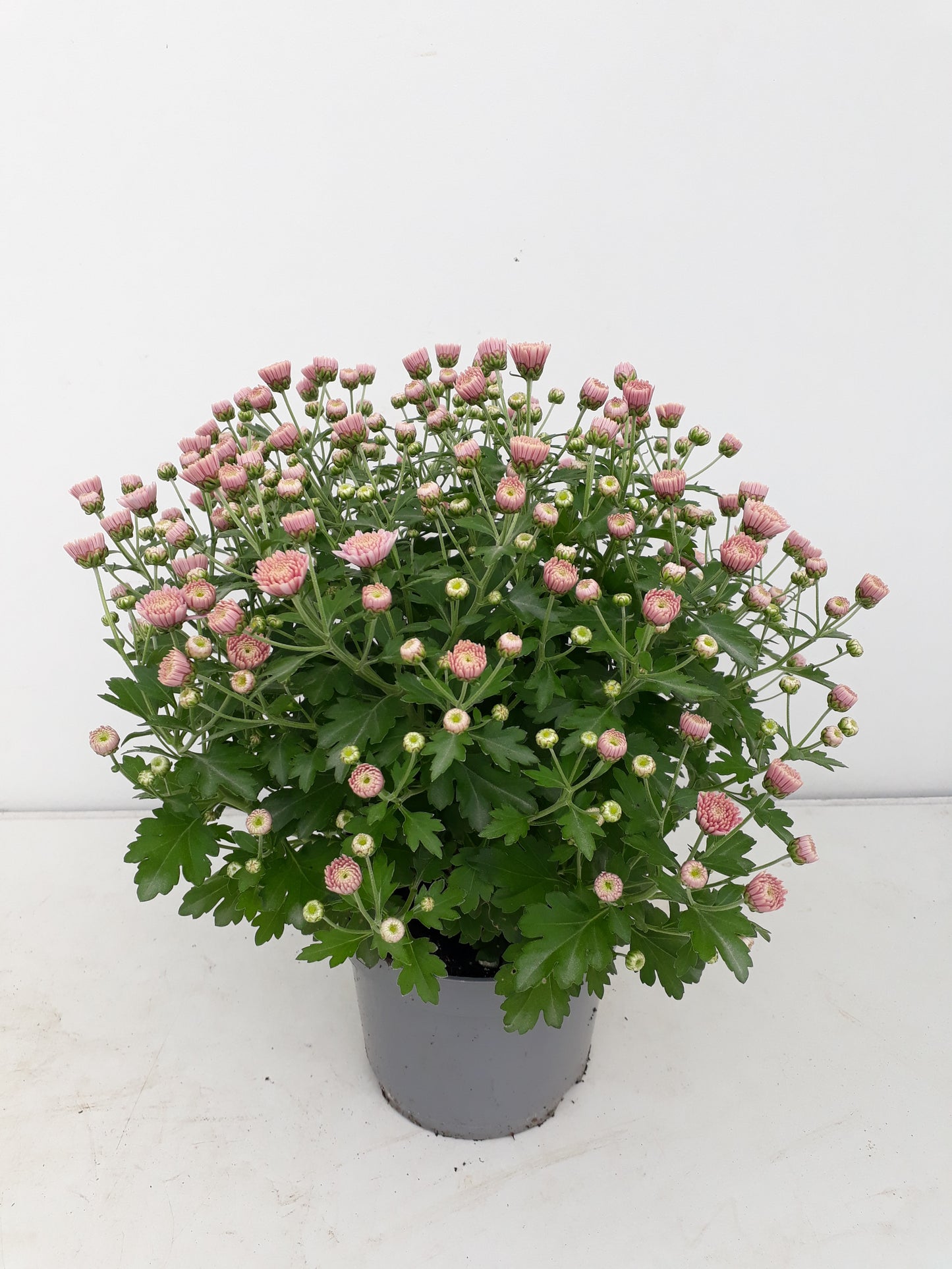 Chrysanthemum Soul Sister Pink 25cm 14cm Pot