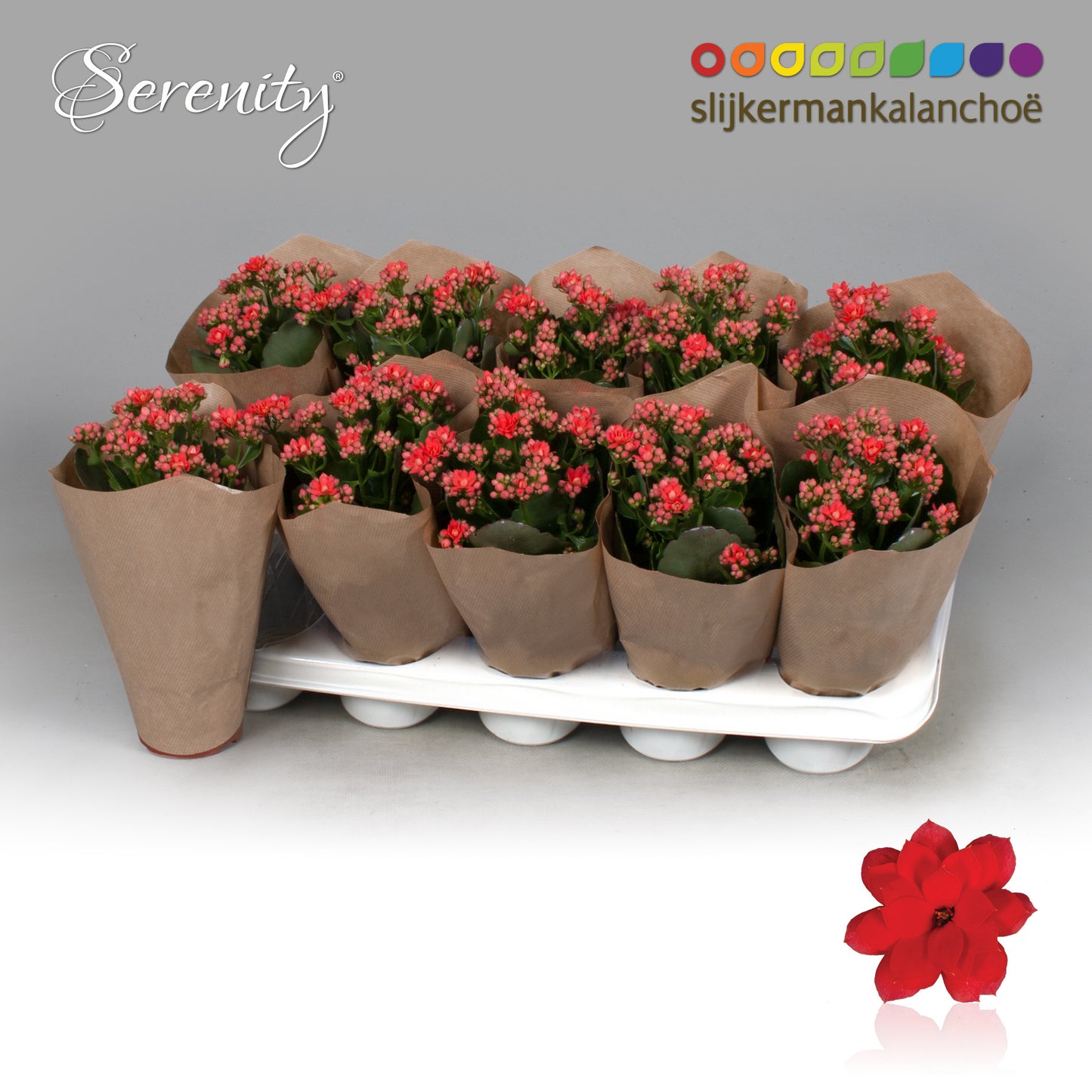 Kalanchoe Serenity Light Red 22cm 510cm Pot