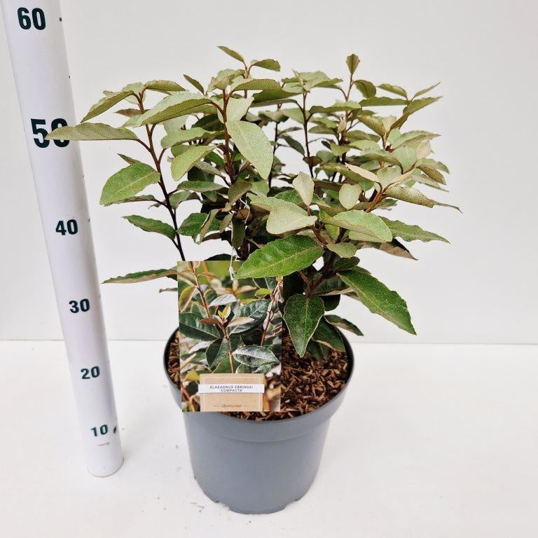 Elaeagnus ebbingei 55cm 26cm Pot