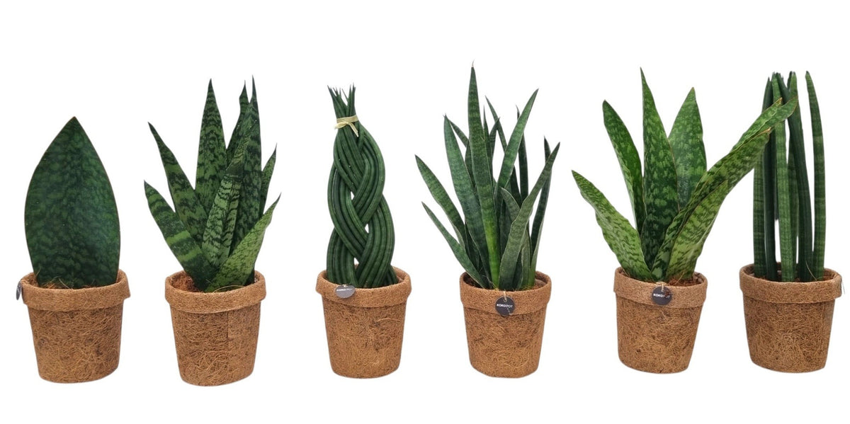 Sansevieria trifasciata 35cm 13cm Pot