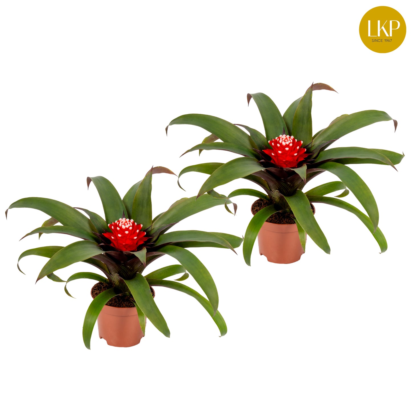 Guzmania Priscilla 30cm 10.5cm Pot