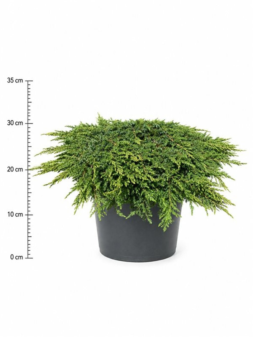 Juniperus Green Carpet 30cm 32cm Pot