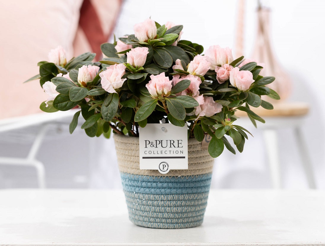 Rhododendron Terra Nova 25cm 12cm Pot