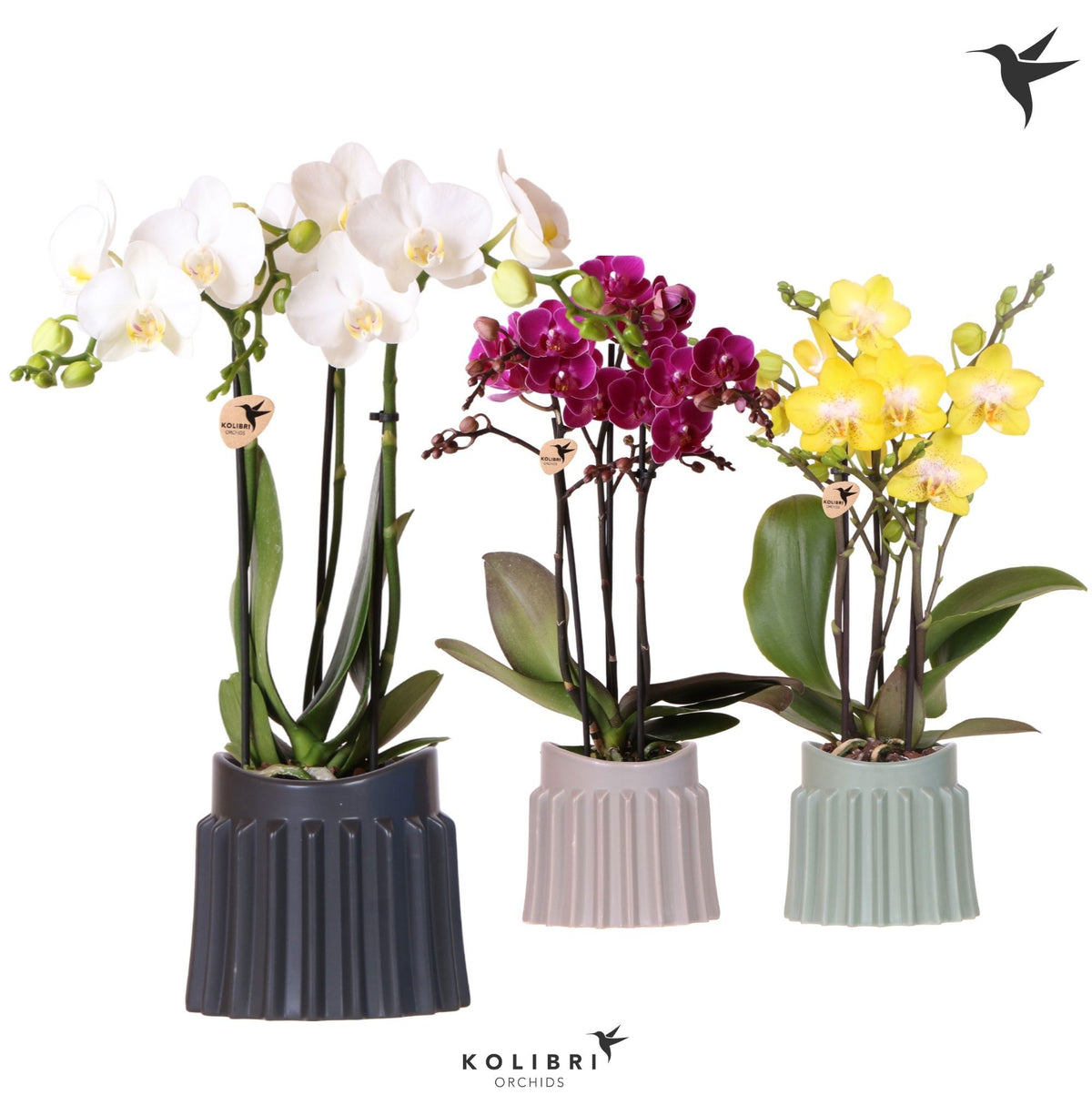 Phalaenopsis mix 40cm 9cm Pot