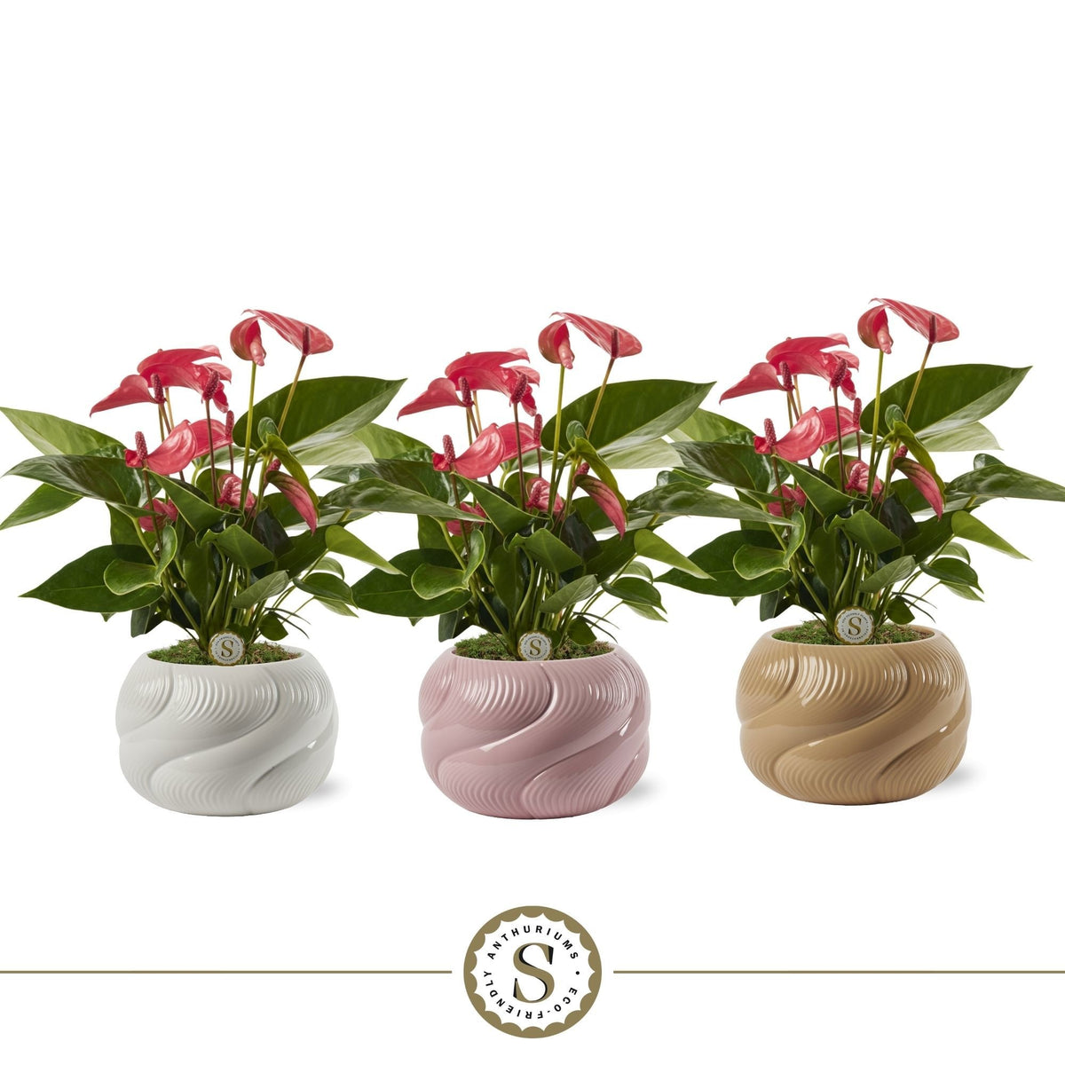 Anthurium Pink Champion 40cm 12cm Pot