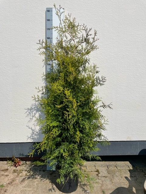 Thuja occidentalis Brabant 160cm 26cm Pot