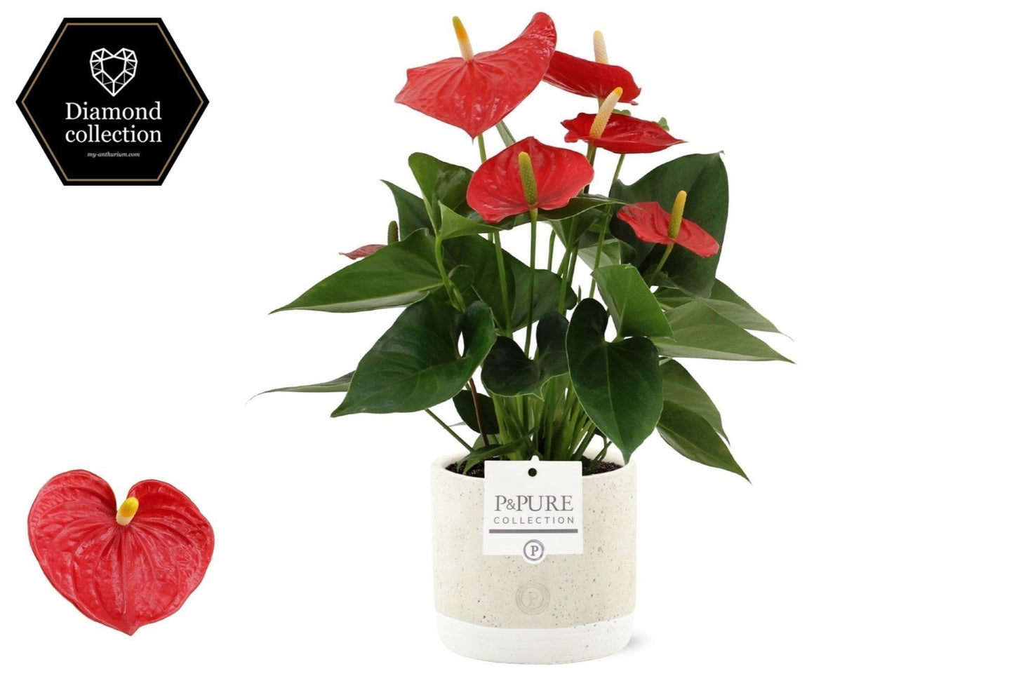 Houwenplant Anthurium Esudo Pack of 6