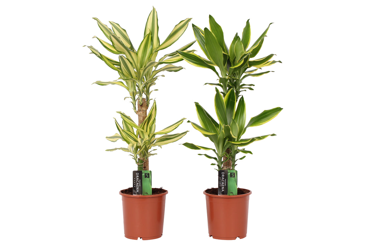 Dracaena fragrans mix 70cm 17cm Pot