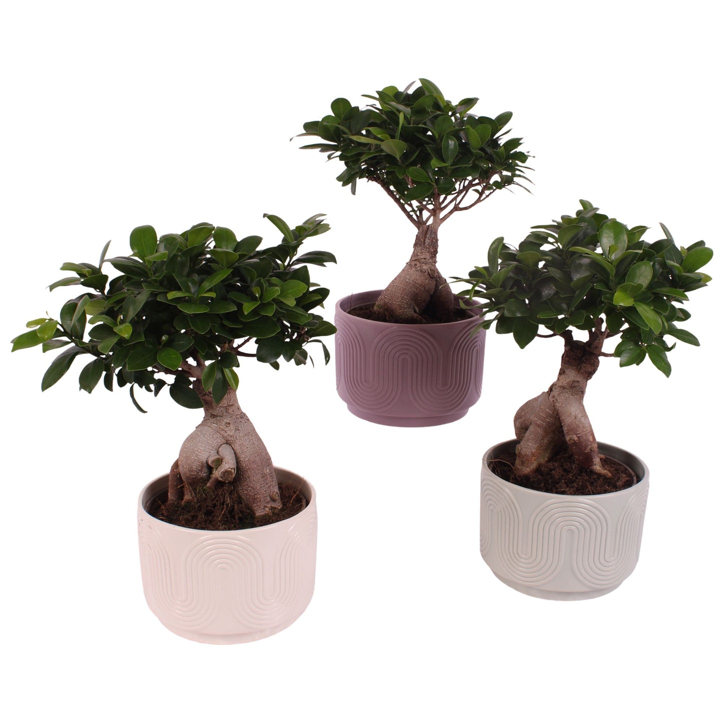 Ficus Ginseng 45cm 20cm Pot