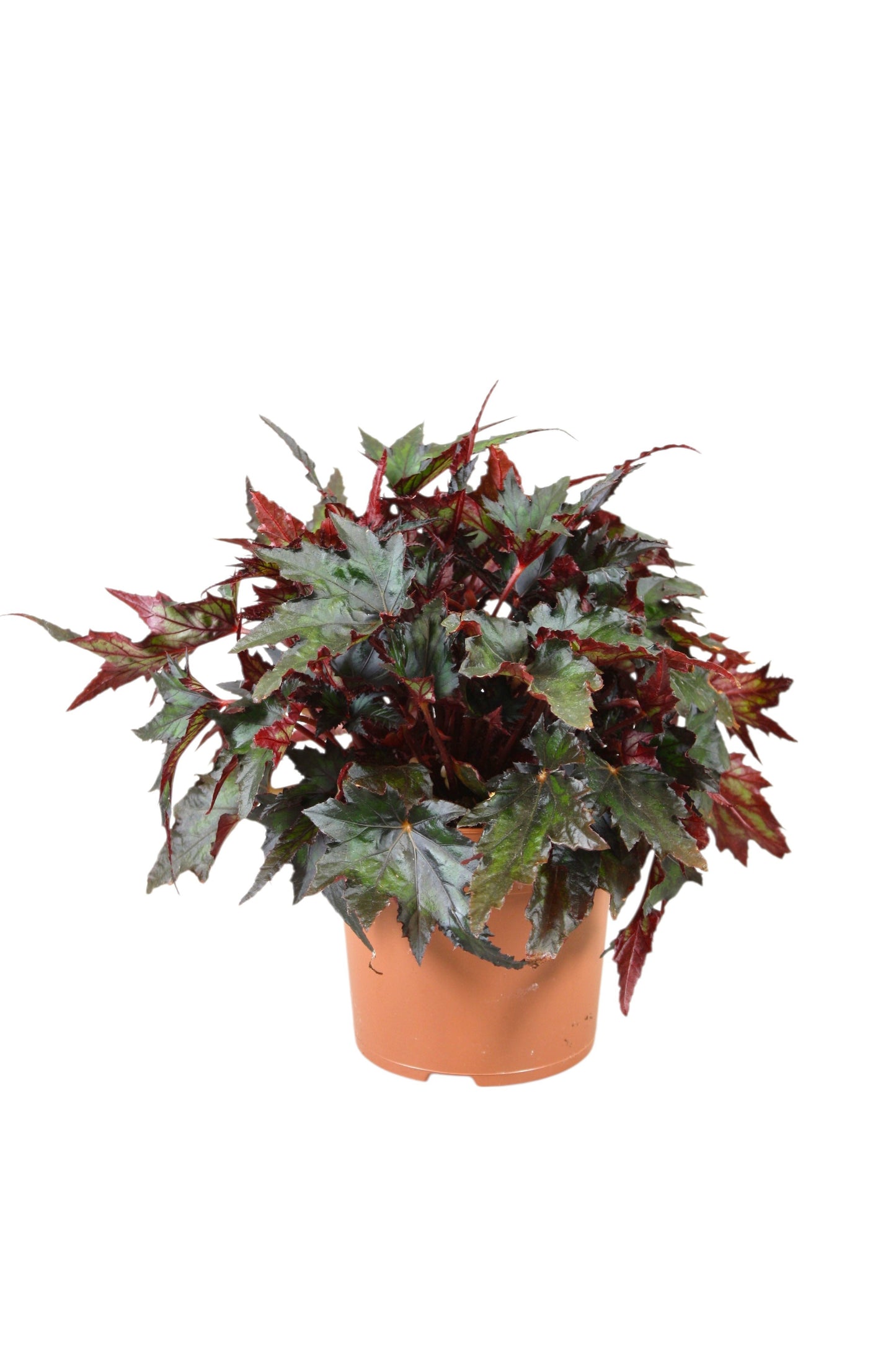 Berghoef Plants Begonia Jungle Wonders Ebony Pack of 6
