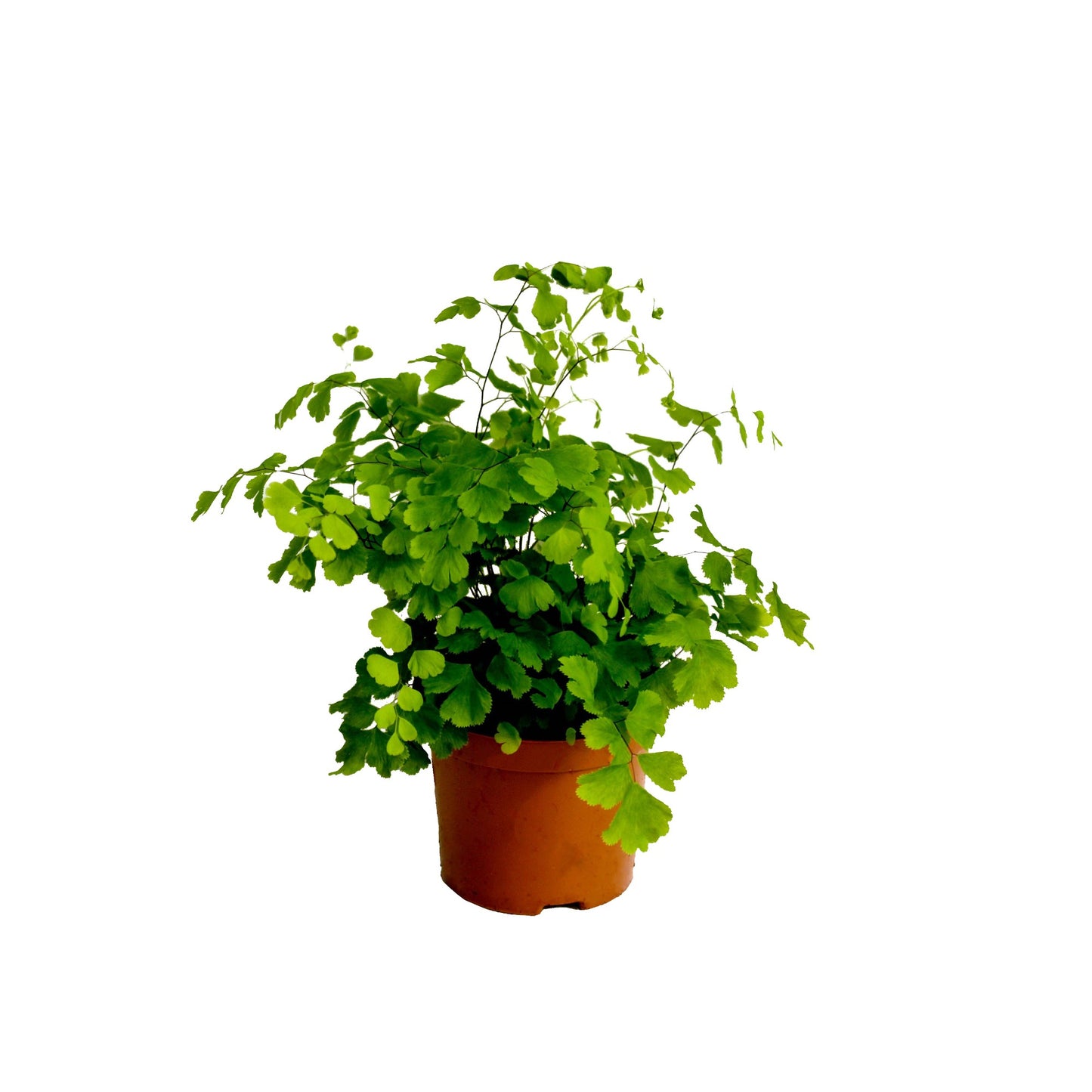 Adiantum Fragrans 20cm 8.5cm Pot