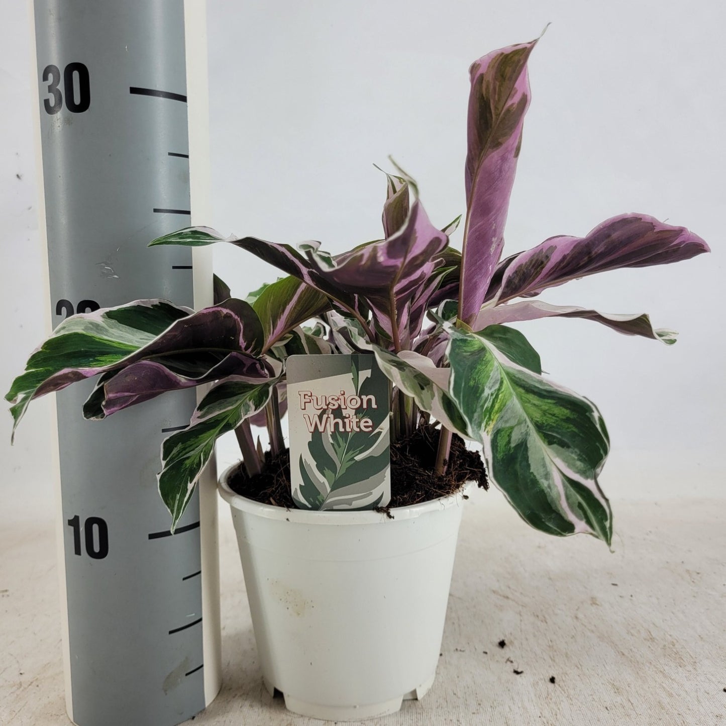 Calathea Fusion White 23cm 14cm Pot