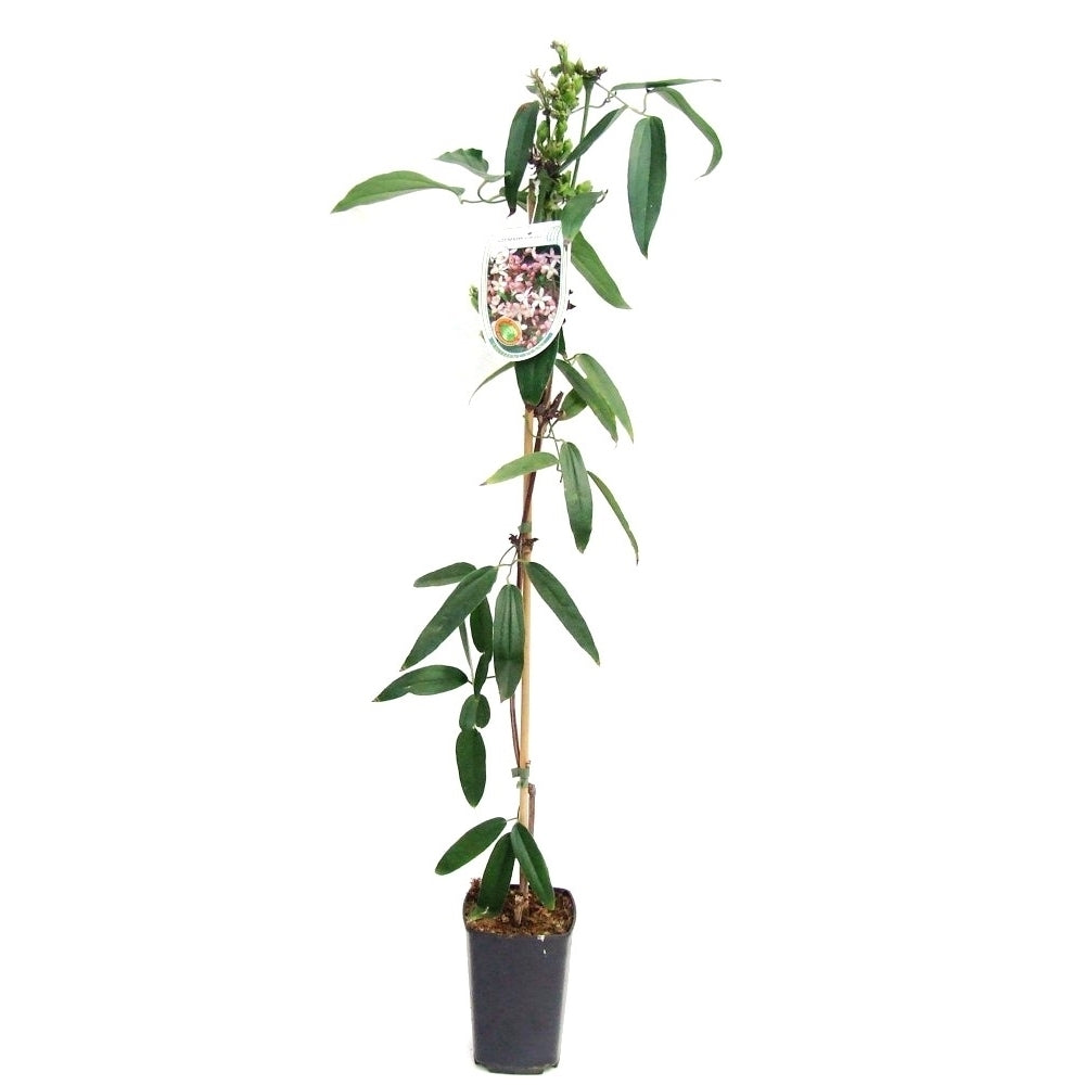 Clematis Apple Blossom 80cm 14cm Pot