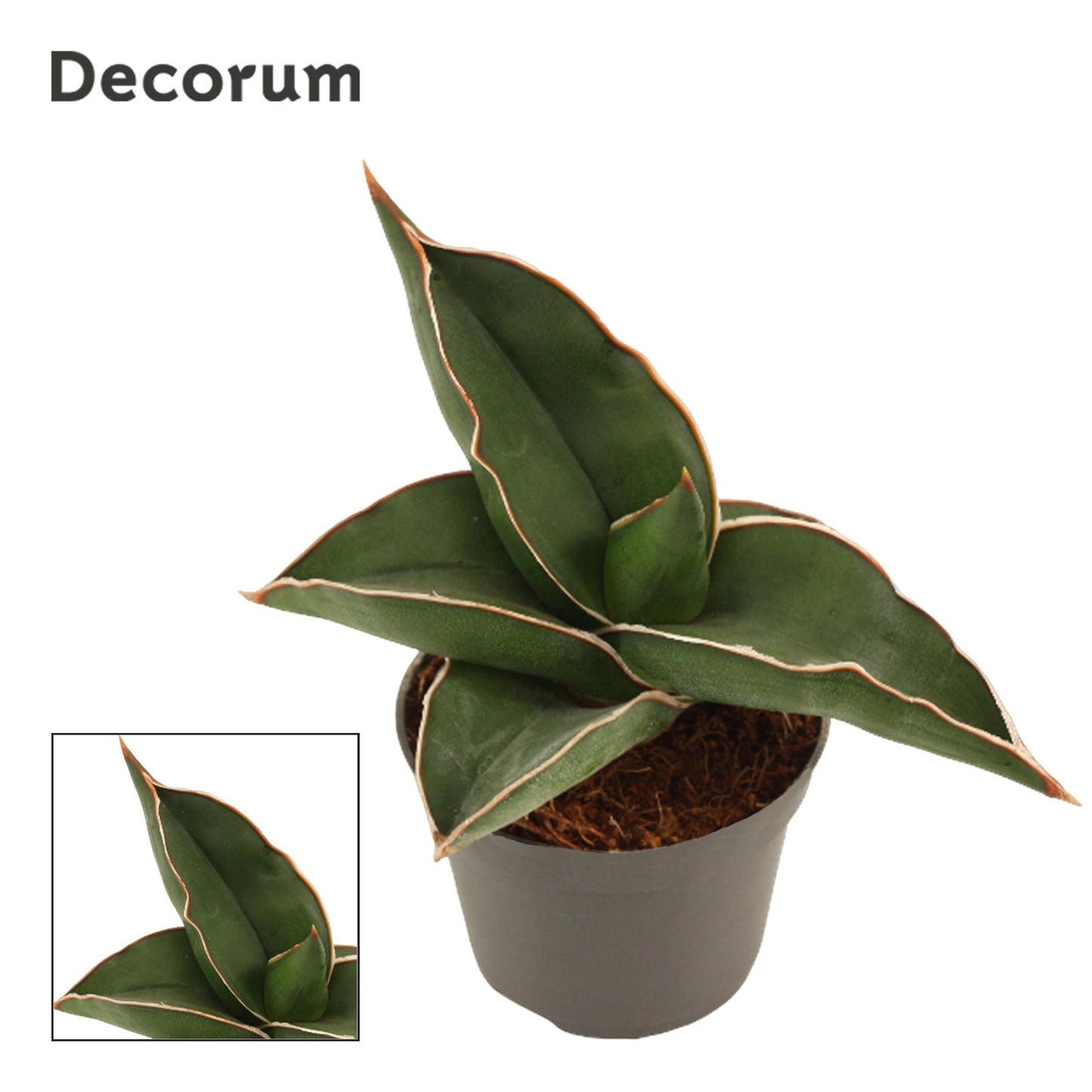 Duijn-Hove BV, kwekerij Sansevieria Samurai Pack of 20