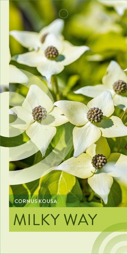 Cornus kousa Milky Way 100cm 26cm Pot