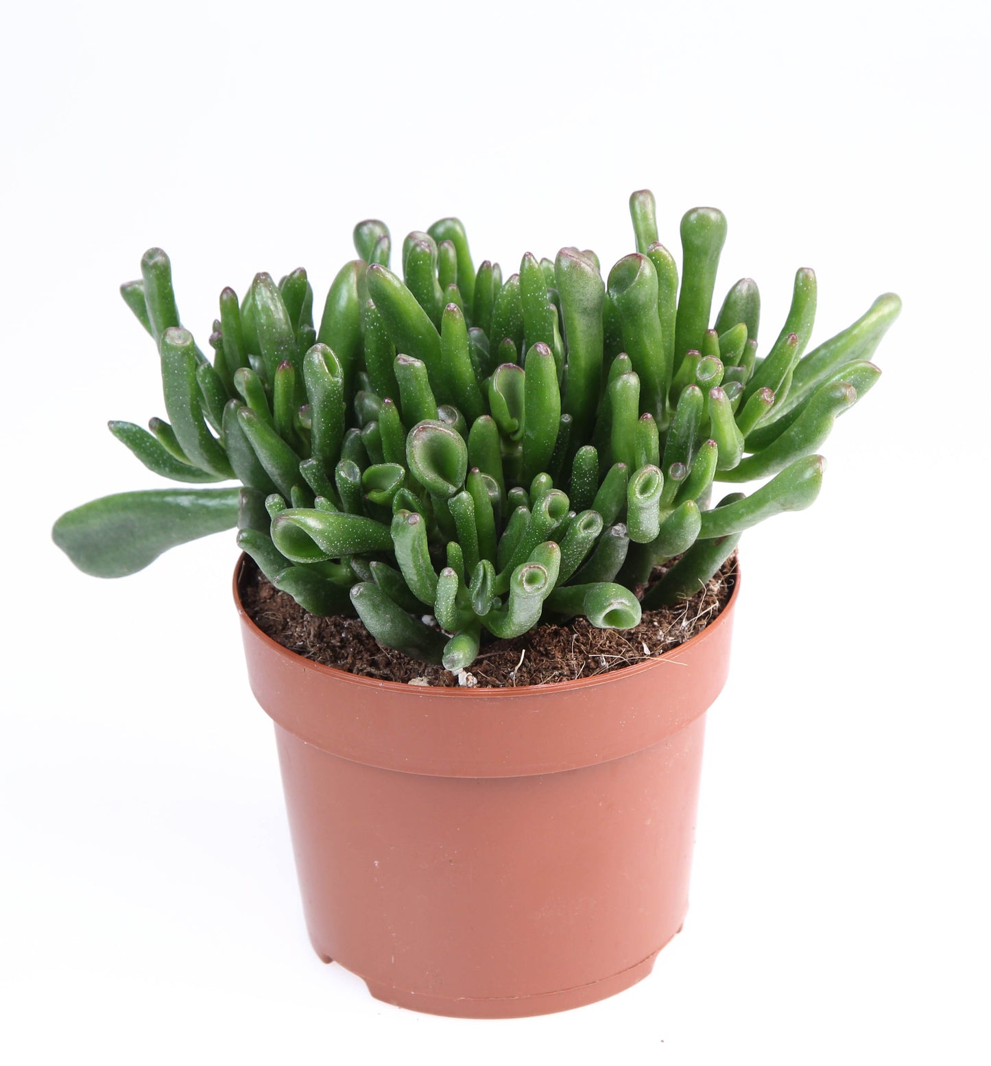 Crassula Hobbit 18cm 12cm Pot