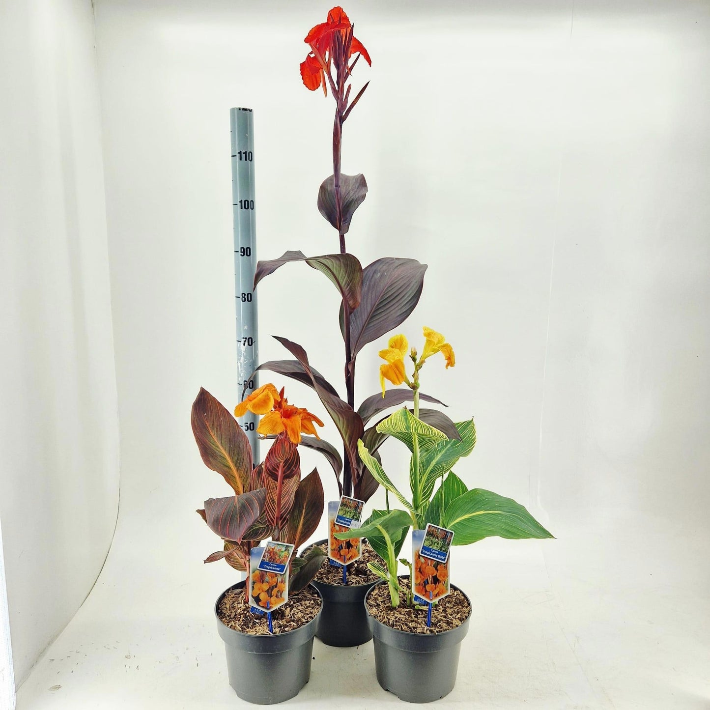 Canna Hybrid 70cm 23cm Pot
