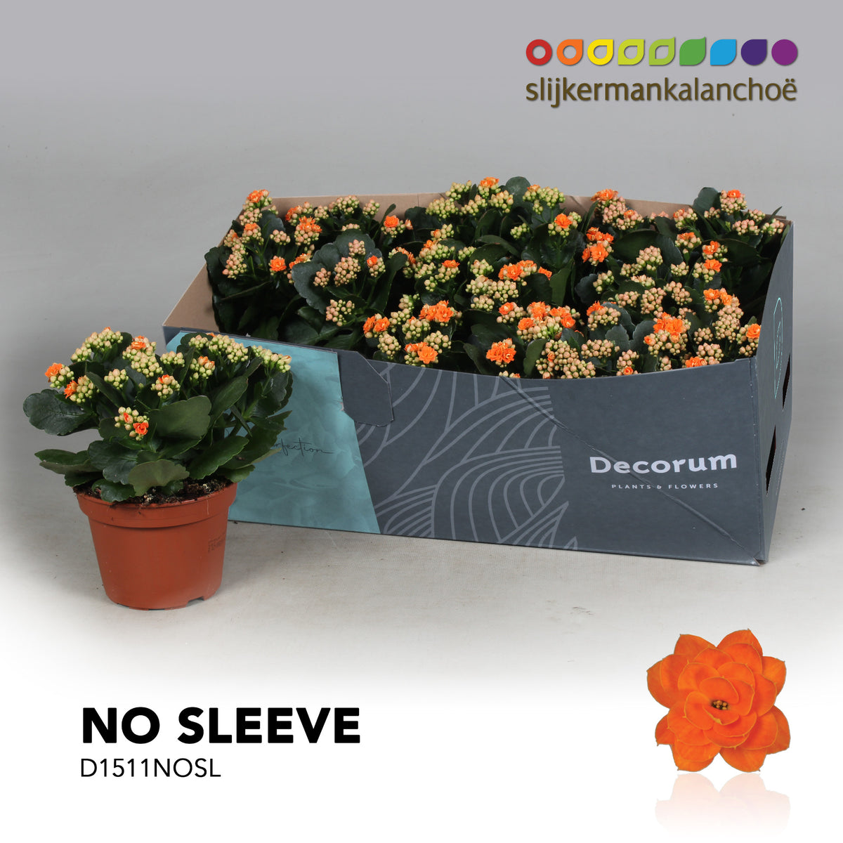 SlijkermanKalanchoe Kalanchoe Sumo Orange Pack of 6