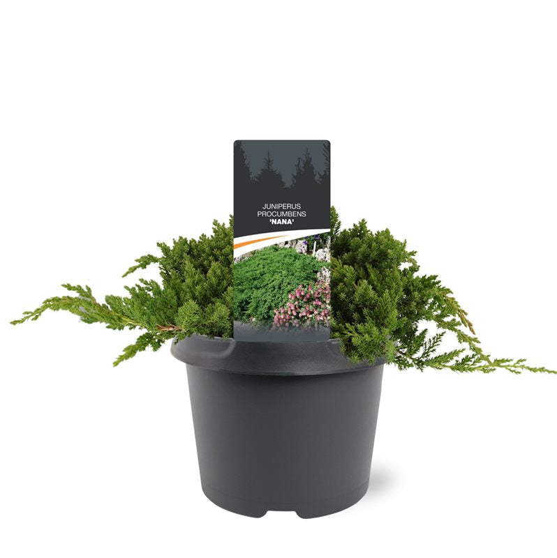 Juniperus procumbens Nana 30cm 19cm Pot