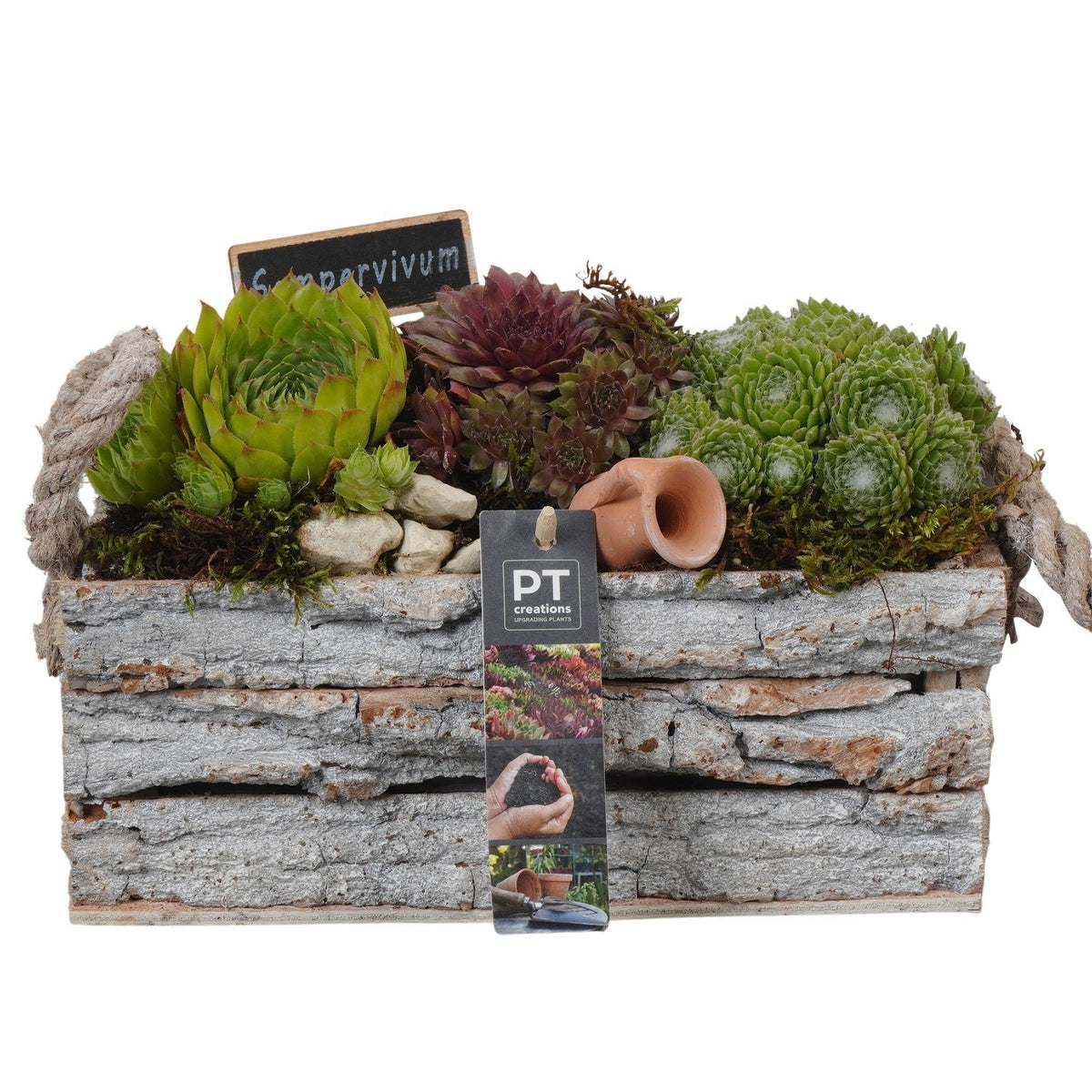 arr. Sempervivum 17cm 25cm Pot