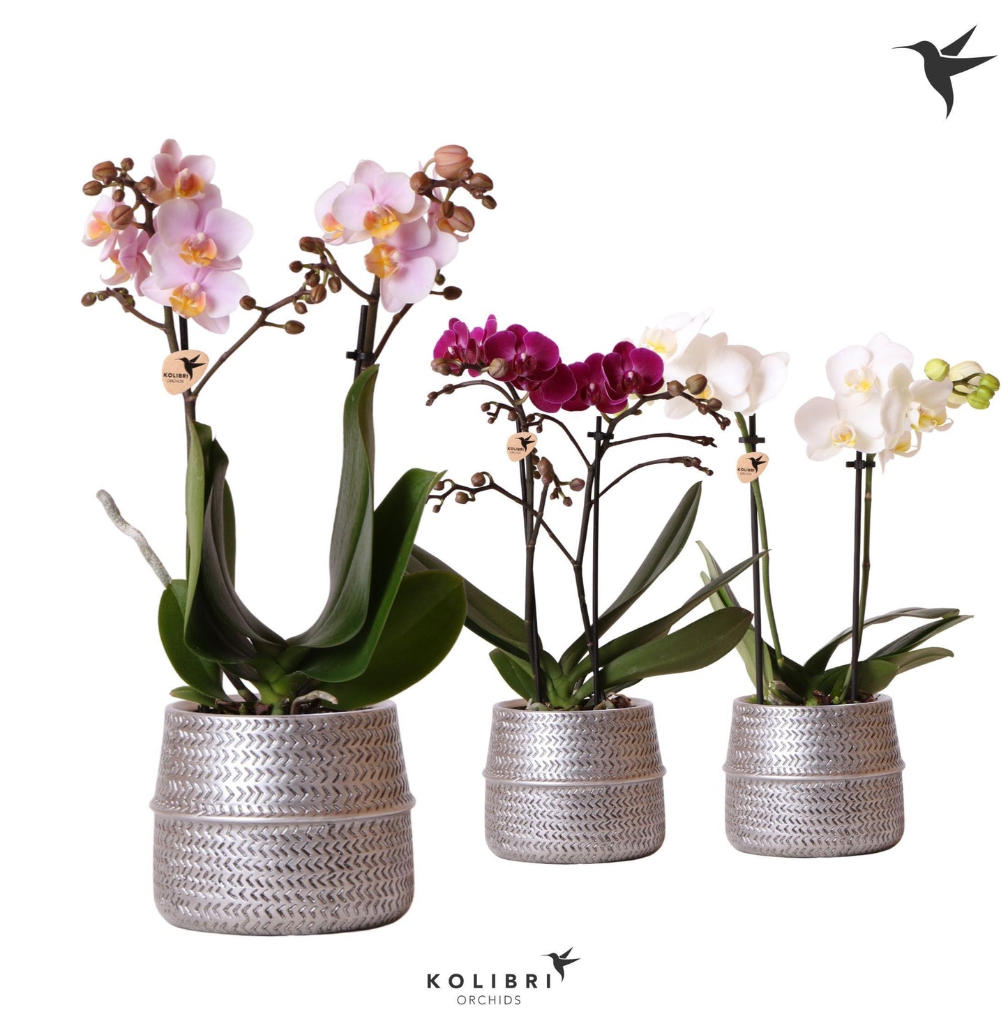 Phalaenopsis mix 40cm 9cm Pot