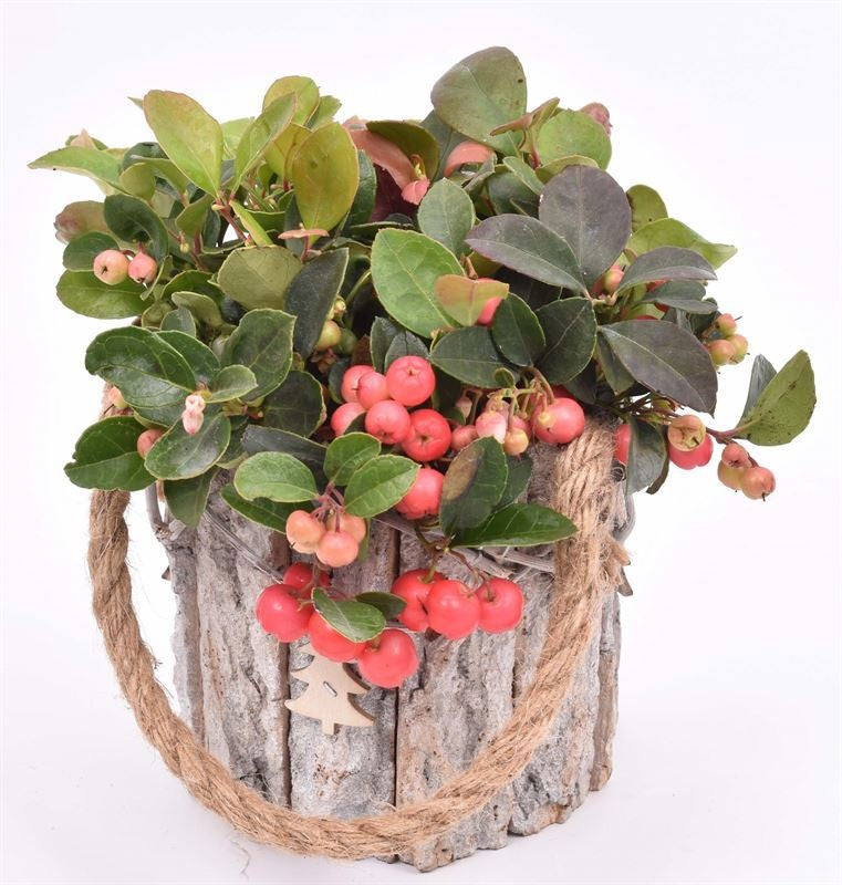 arr. Gaultheria 12cm Pot