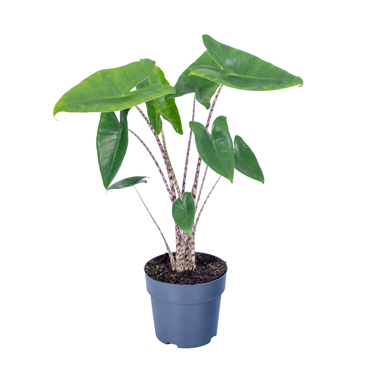 Alocasia Zebrina 75cm 17cm Pot