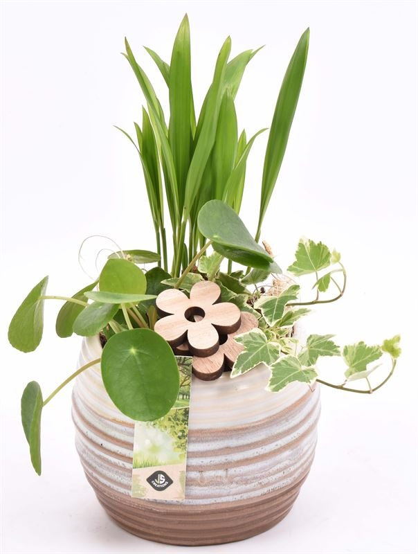 Indoor arrangement 15cm Pot