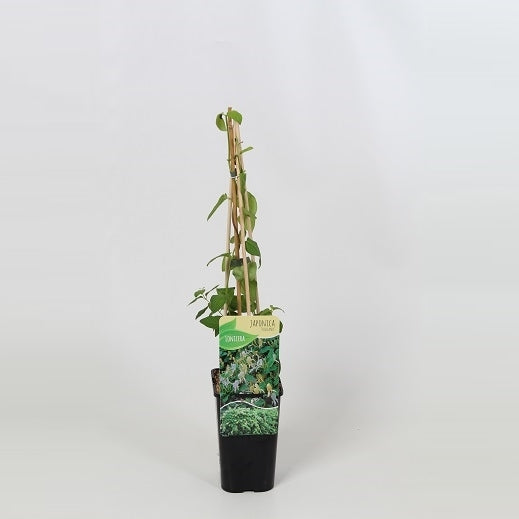 Lonicera Halliana 60cm 14cm Pot