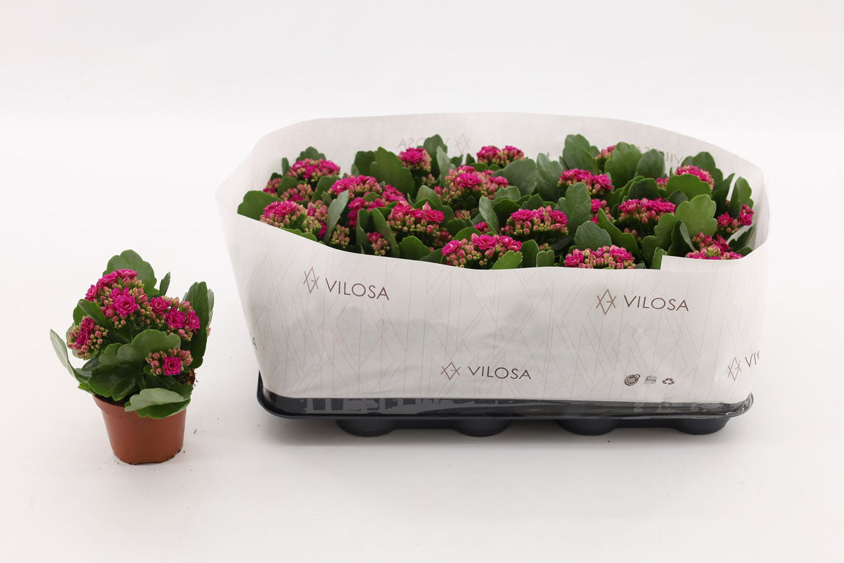 Kalanchoe double Garbo Lilac 15cm 8cm Pot
