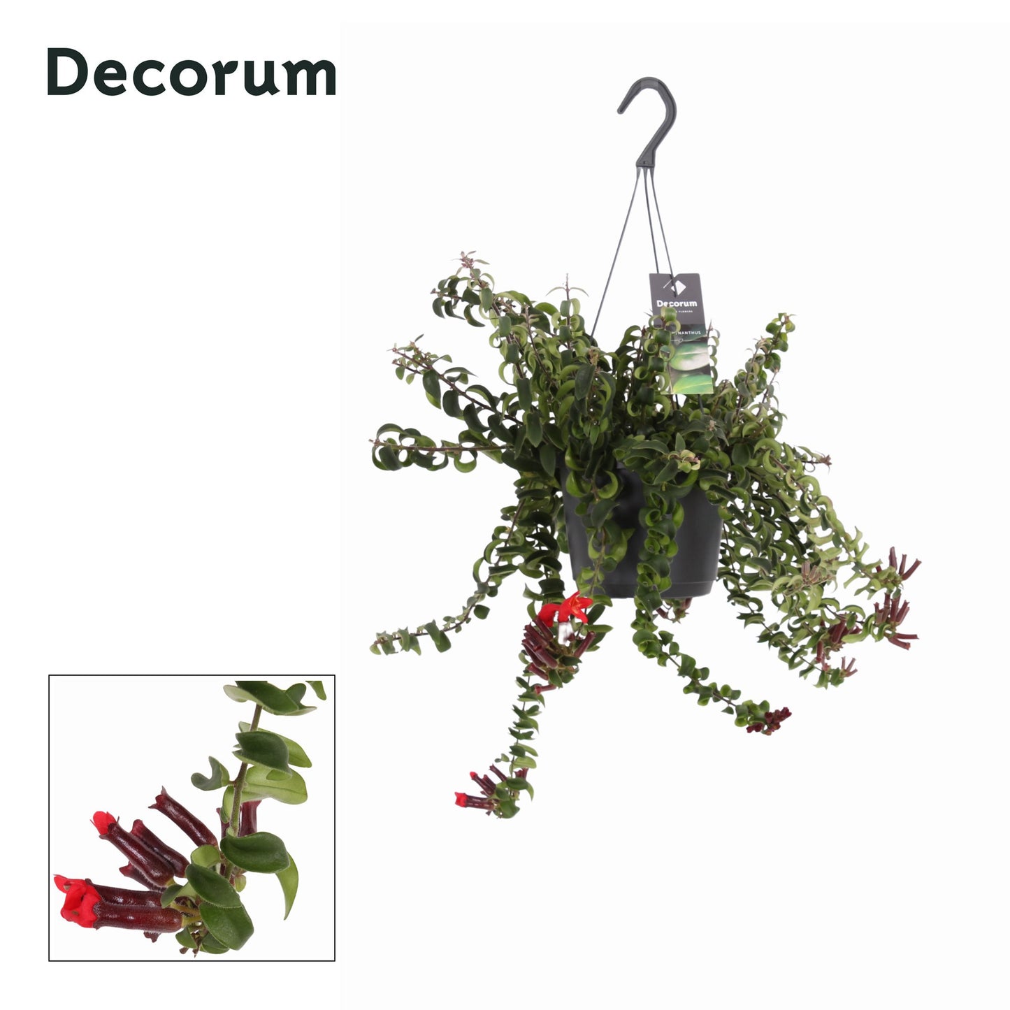 Aeschynanthus Swing 30cm 17cm Pot