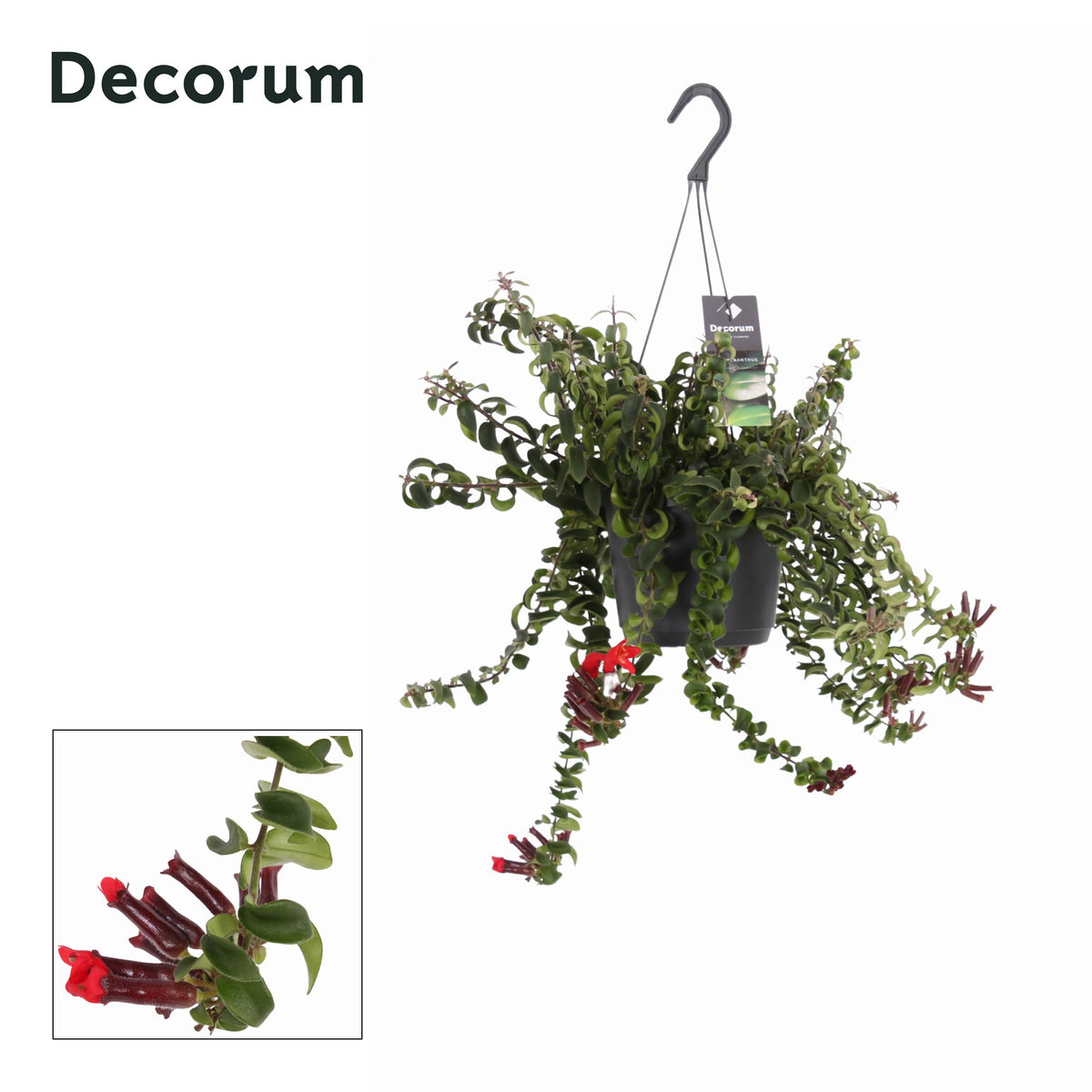 Aeschynanthus Swing 30cm 17cm Pot