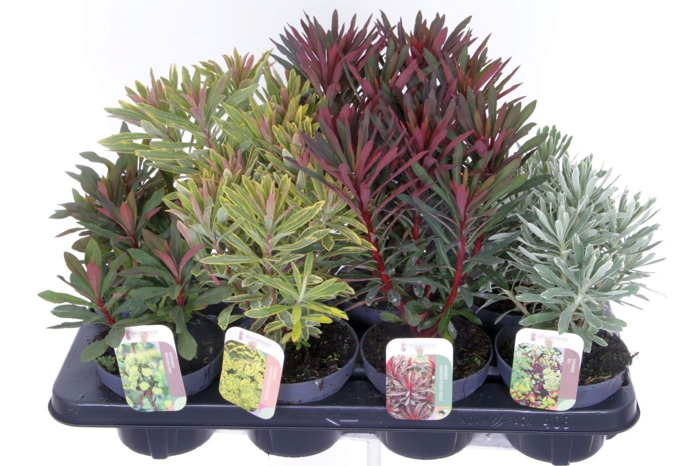 Noordpoel BV, Kw. de Euphorbia Pack of 8