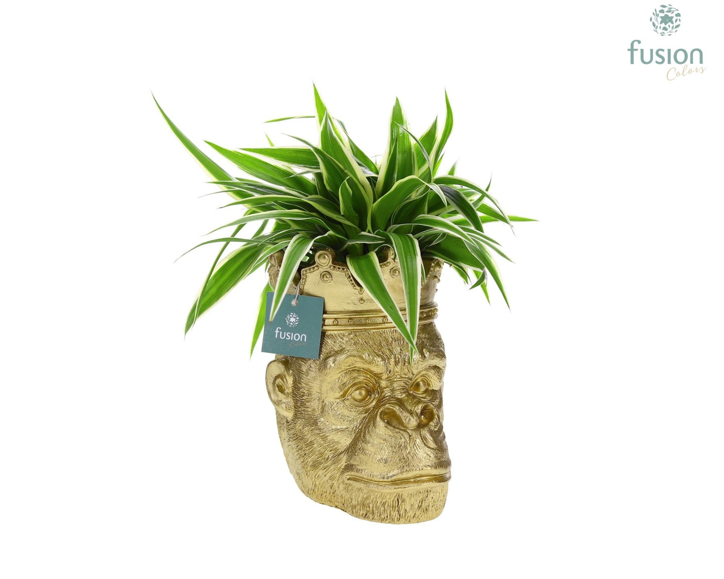 Fusioncolors BV Indoor arrangement Pack of 8