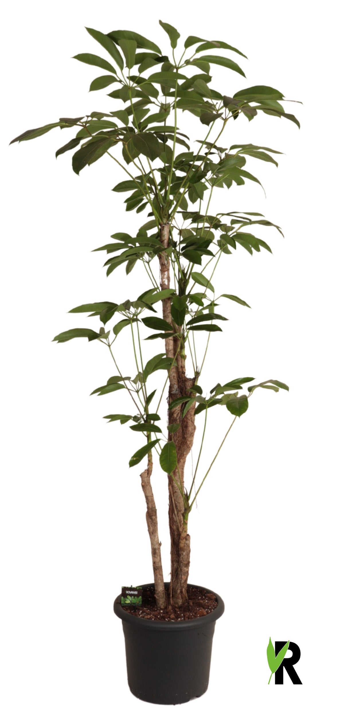 Schefflera Amate 200cm 40cm Pot