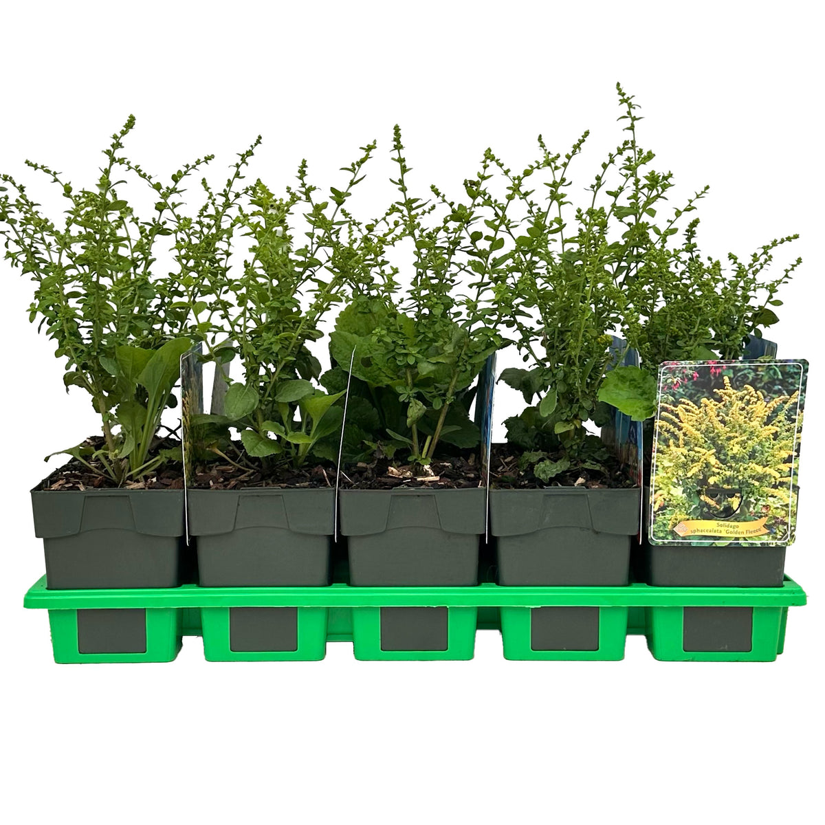 Solidago 25cm 11cm Pot