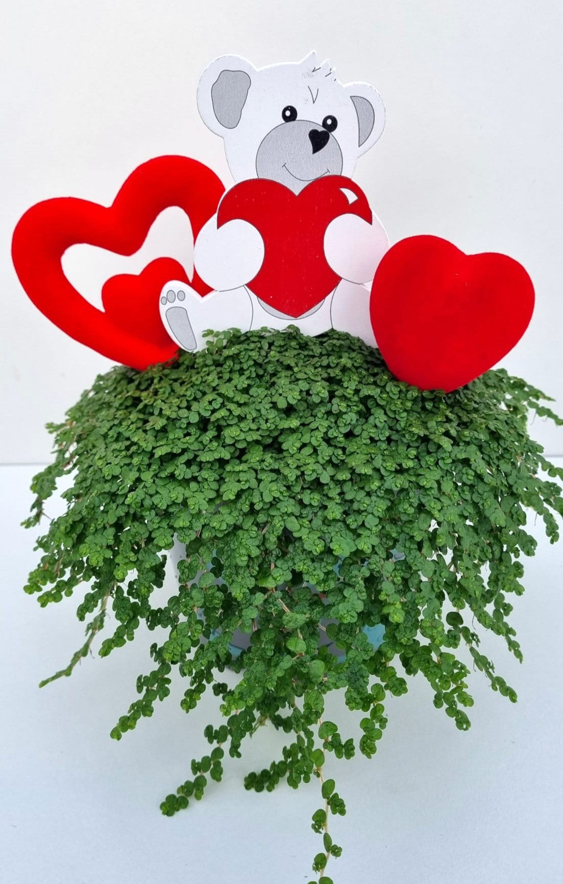 Soleirolia green 22cm 13cm Pot