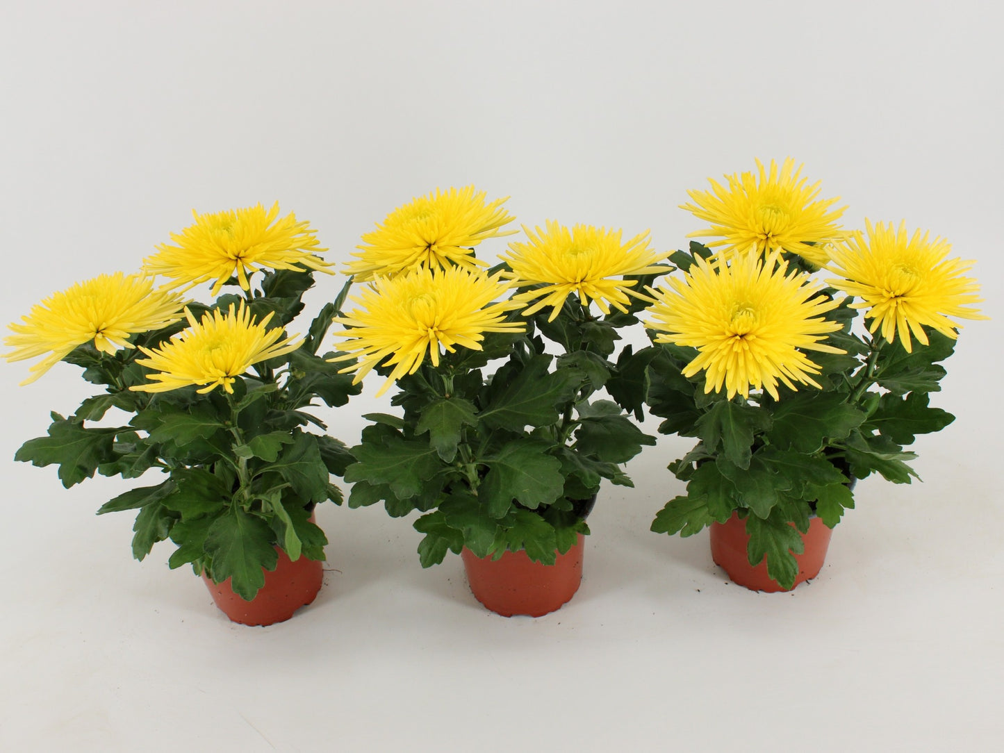 Kwintplant VOF Chrysanthemum Anastasia Sunny Pack of 10