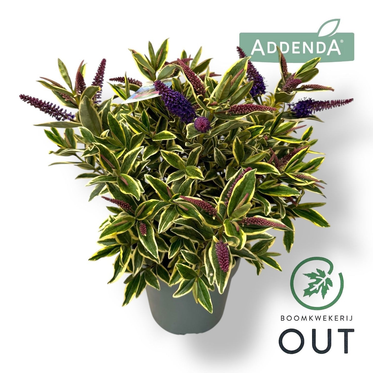 Hebe Katrina 40cm 12cm Pot